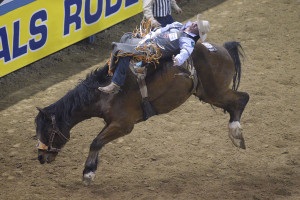 Bareback Rider Evan Jayne, National Finals Rodeo, Las Vegas